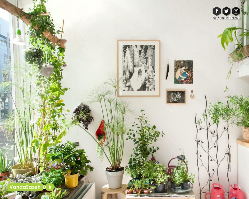 معرفی 22 گیاه آپارتمانی مقاوم و رنگارنگ